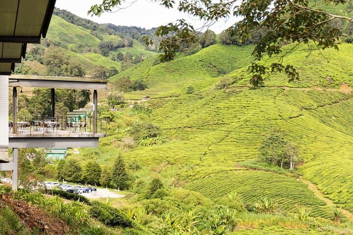 Excursión privada a Cameron Highlands Tea Country desde Kuala Lumpur imagen 2