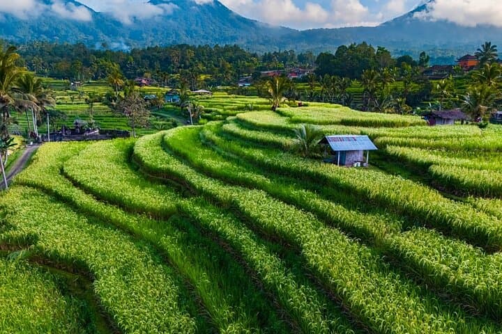 Passeio privado de los templos, terrazas de arroz y pueblos de Bali imagen 4