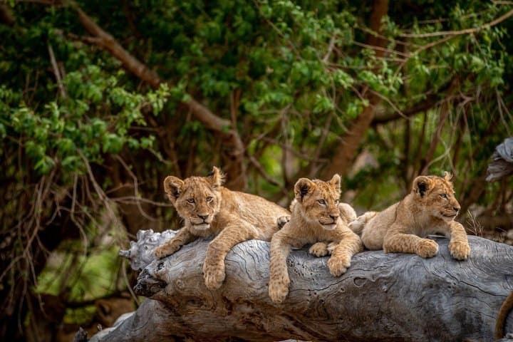 Visite privée du parc des lions du berceau de l'humanité et du village de Lesedi image 5