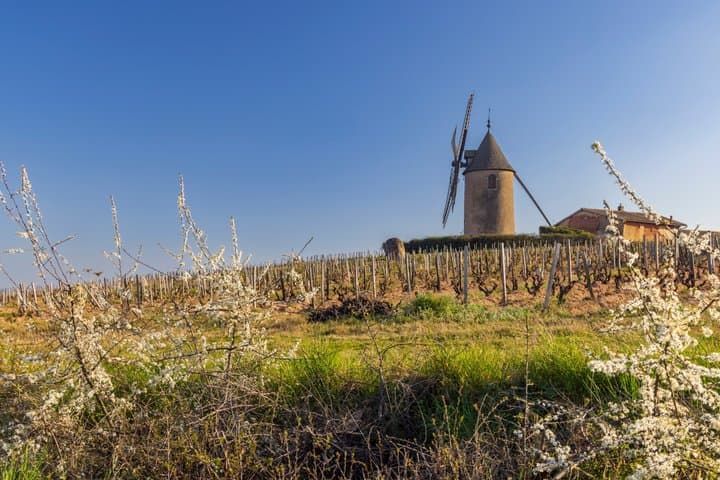 Visite privée des vins à Lyon Excursion d'une journée aux pierres dorées du Beaujolais image 4