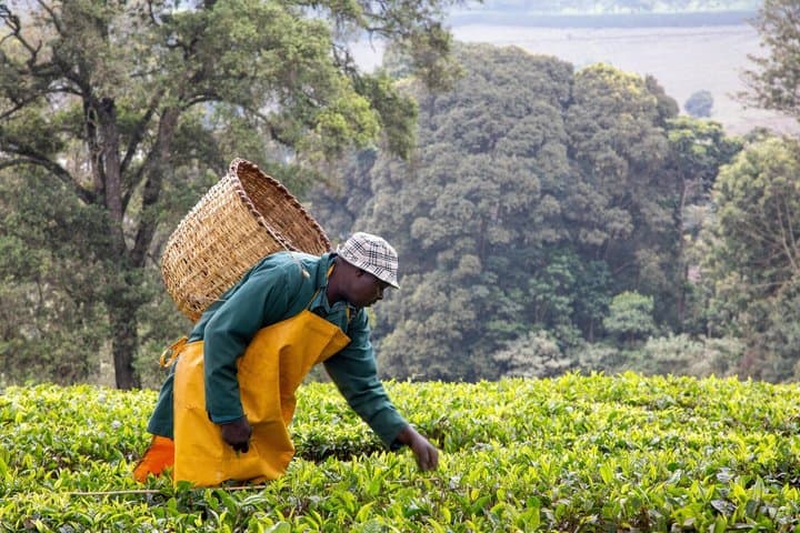 Visite privée du thé à Nairobi, promenade dans la plantation agricole de Kiambethu
