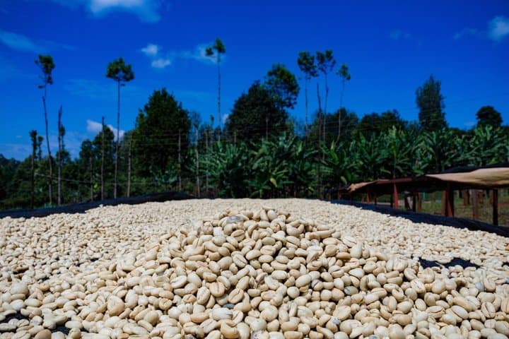Visite privée du café Bean to Cup Farm Experience à Nairobi image 4