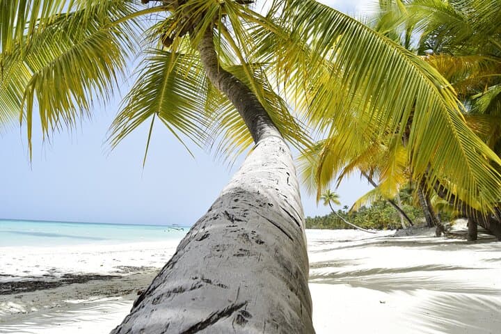 De Saint-Domingue : excursion en catamaran sur l'île Saona avec déjeuner et bar image 6