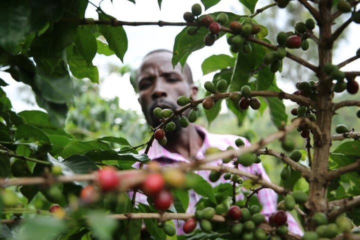 Visite privée du café Bean to Cup Farm Experience à Nairobi image 6