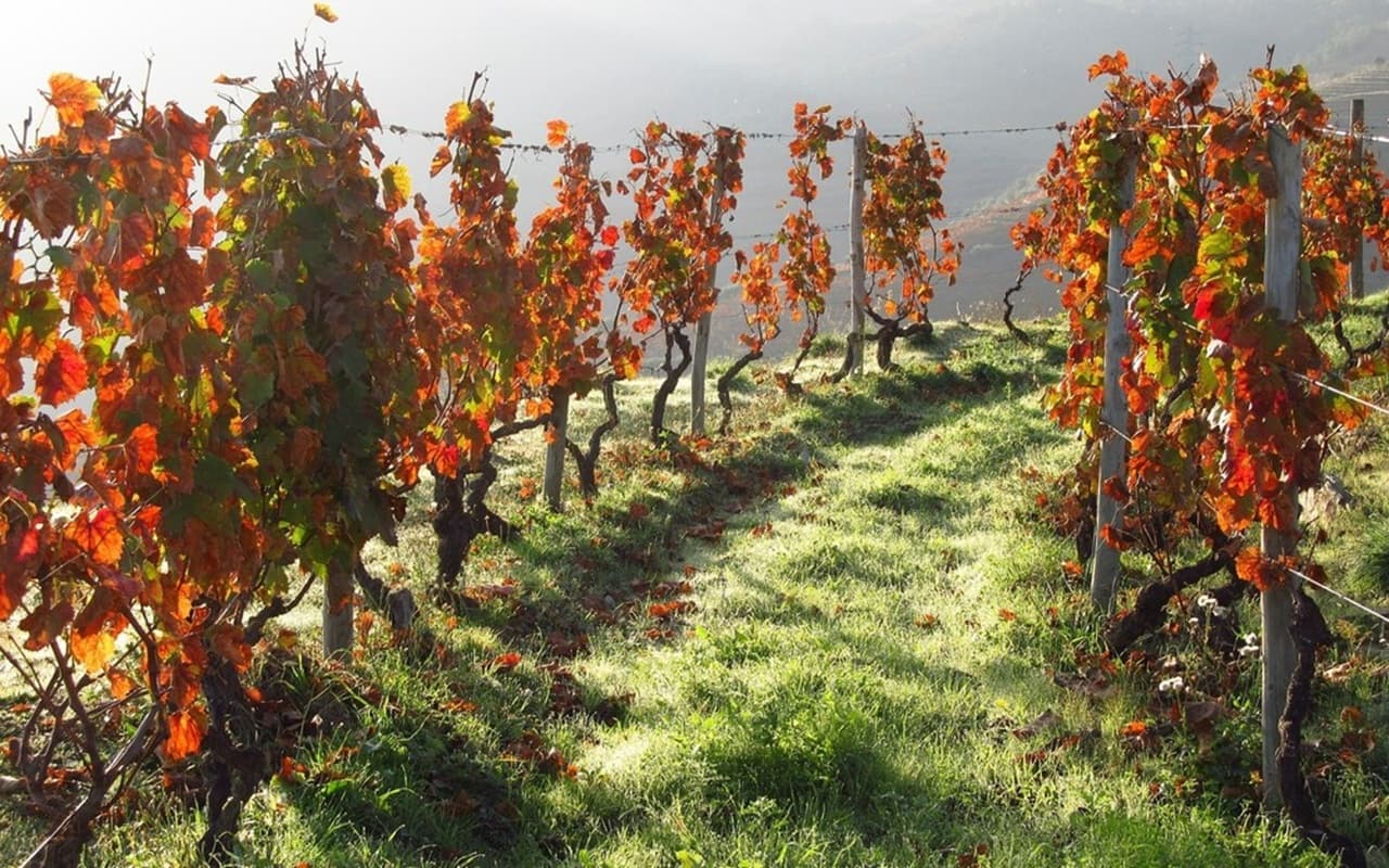 Excursión de un día al valle del Duero desde Oporto imagen 5