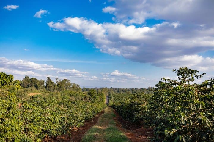 Visite privée du café Bean to Cup Farm Experience à Nairobi image 2