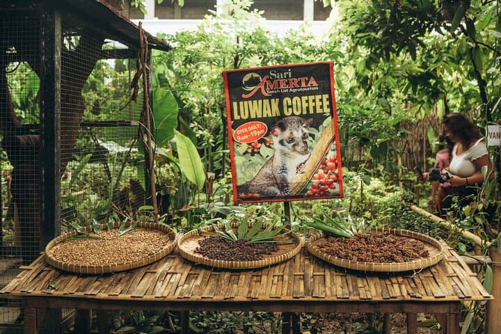 Bali: tour privado a Tanah Lot, bosque de monos y degustación de café desde Airbnb Playa Turquesa Ocean Club foto 5