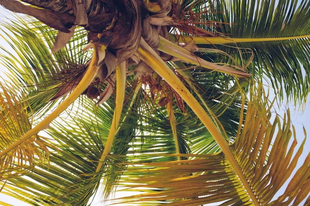 Samana desde Punta Cana (El Limon + Cayo Levantado): Que llevar: lista practica para disfrutar al maximo