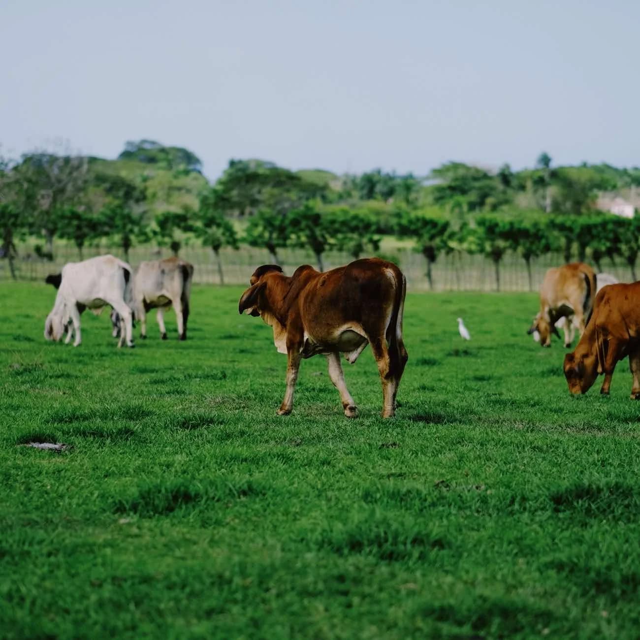 Higuey City and Country Experience from Punta Cana
