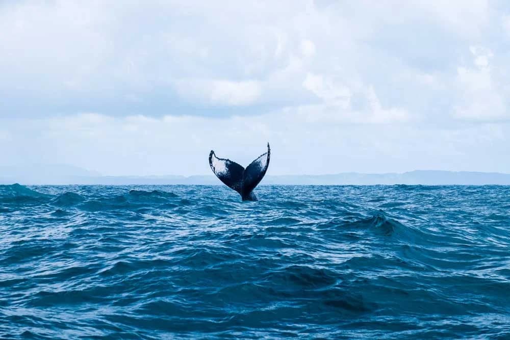 Avistamiento de Ballenas, Samaná Cayo Levantado y Cascadas desde Punta Cana: Seguridad y recomendaciones clave antes de salir