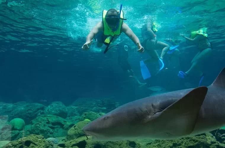 Ocean World Adventure Park Puerto Plata : Comparaison : options similaires et comment bien choisir