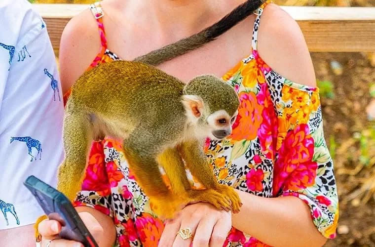 Monkeyland + Cascades Damajagua + Buggies Puerto Plata : Meilleure saison et horaires recommandés
