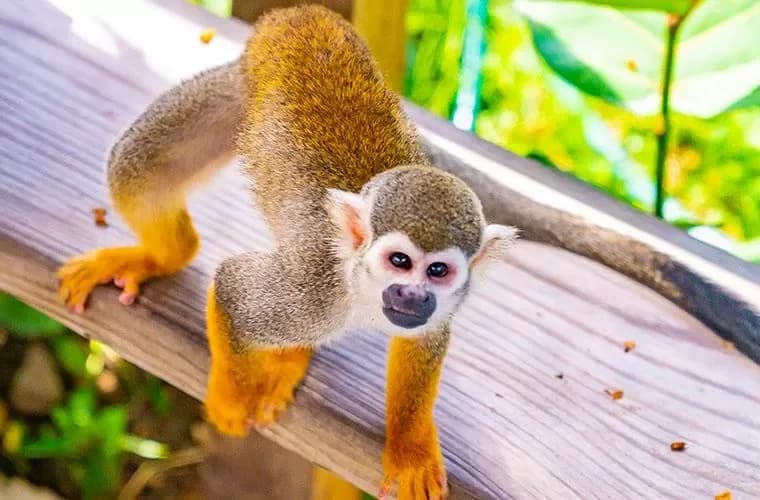 Monkeyland + Cascades de Damajagua + Buggies Puerto Plata : Comparatif : options similaires et comment bien choisir
