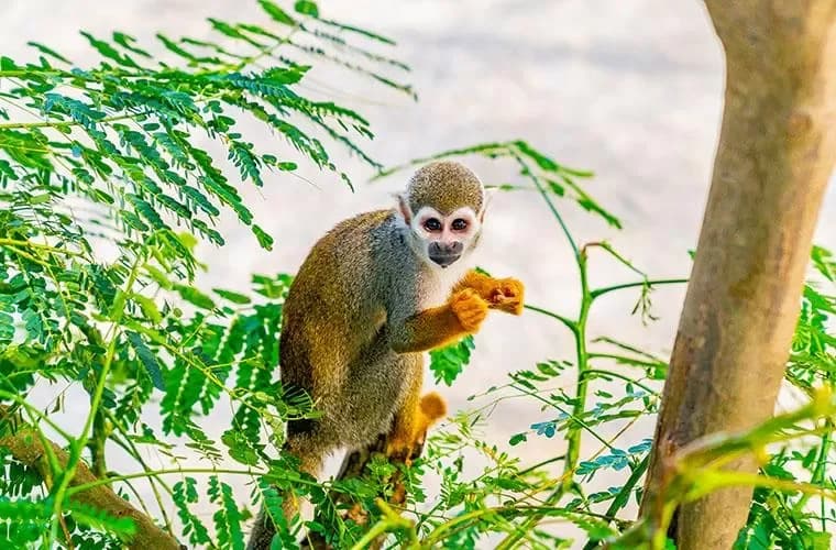 Monkeyland + Damajagua Waterfalls + Buggies Puerto Plata: Frequently asked questions answered clearly