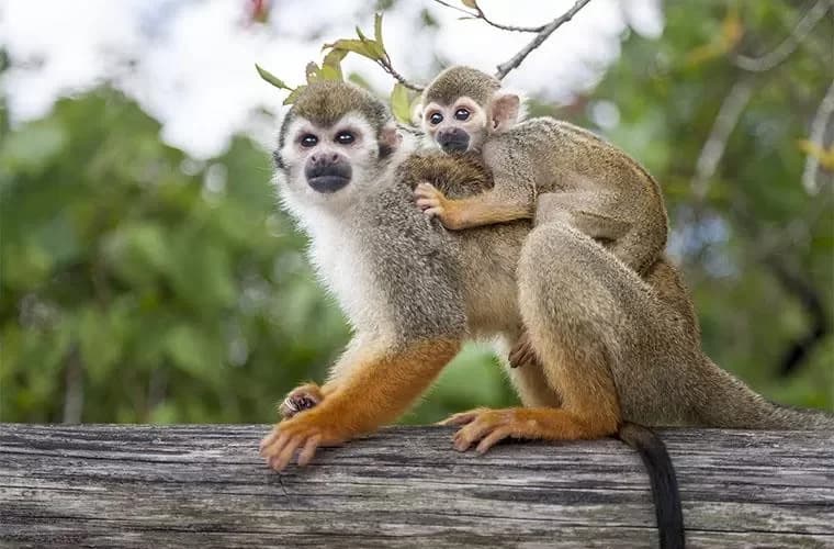 Tour Monkey Land Punta Cana imagen 2