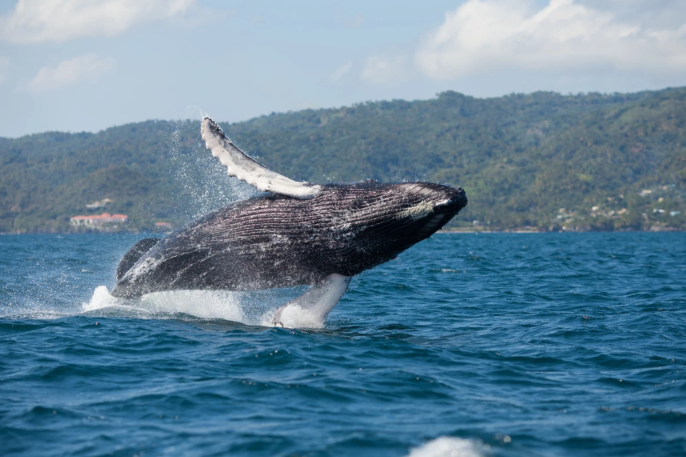 Whale Watching: Samana and Cayo Levantado