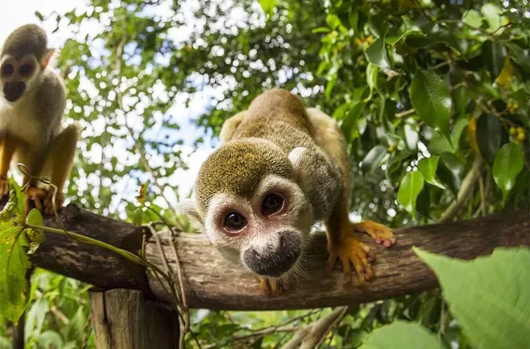 Tour Monkey Land Punta Cana
